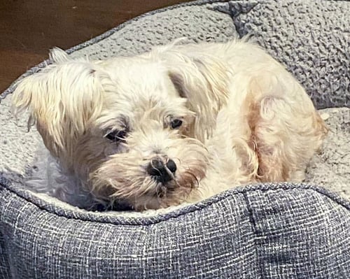 SCOUT - Poodle (Miniature) available for adoption