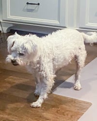 Scout - Photo 3