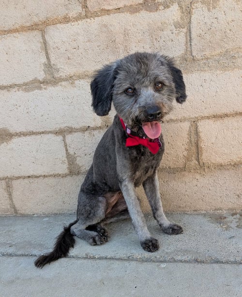 VIOLET - Poodle (Miniature) available for adoption