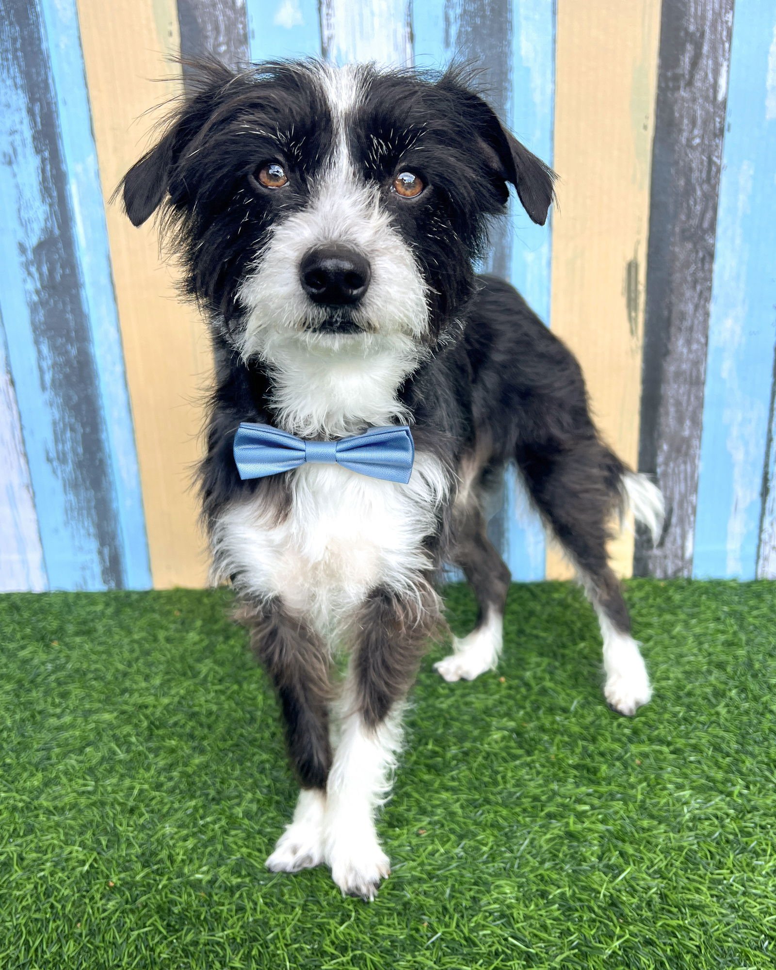 TRUFFLE - Terrier available for adoption