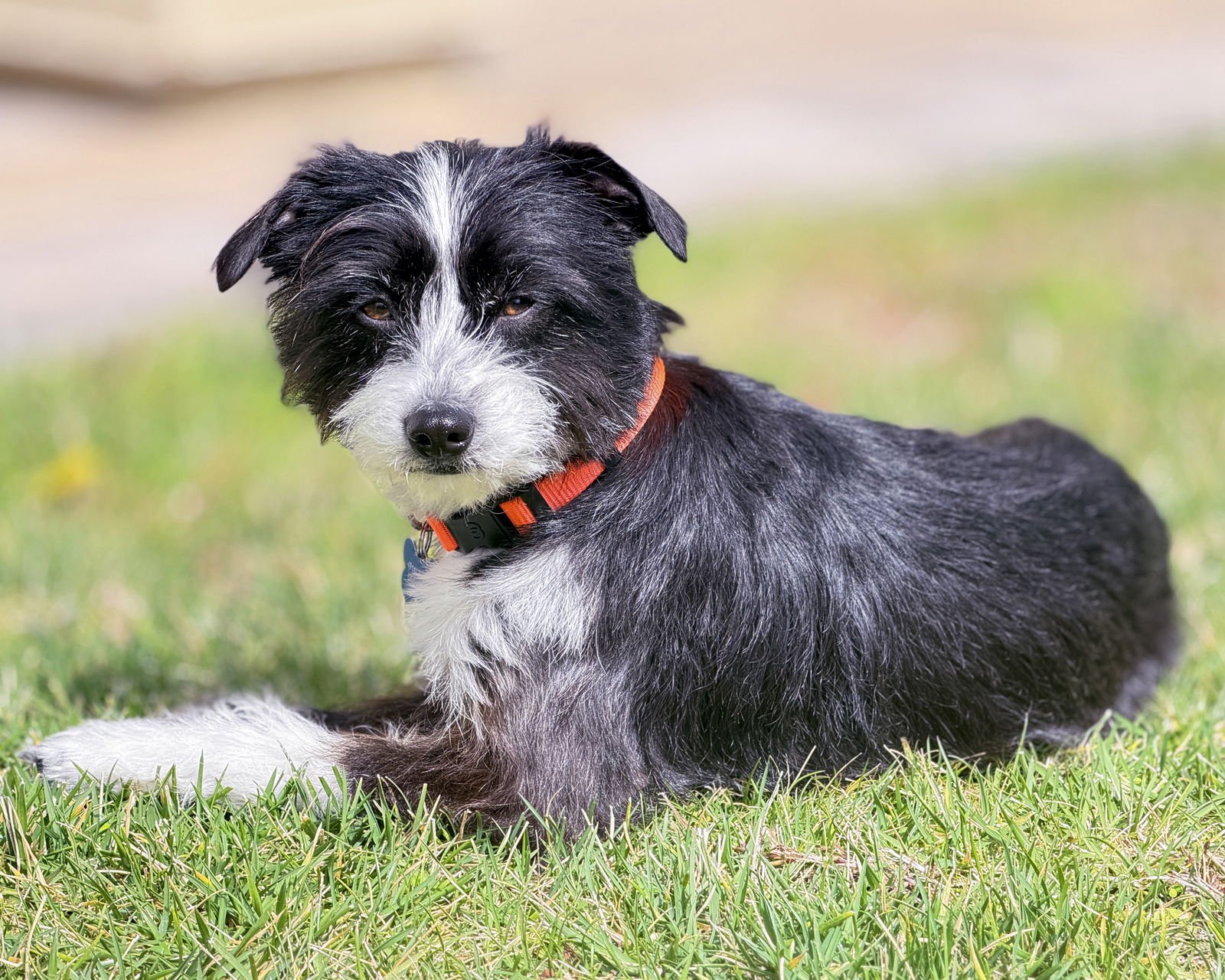 TRUFFLE - Terrier available for adoption
