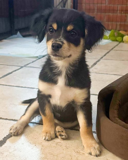 MANNUELA - Chihuahua / Spaniel available for adoption