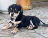 Mannuela - Photo 3