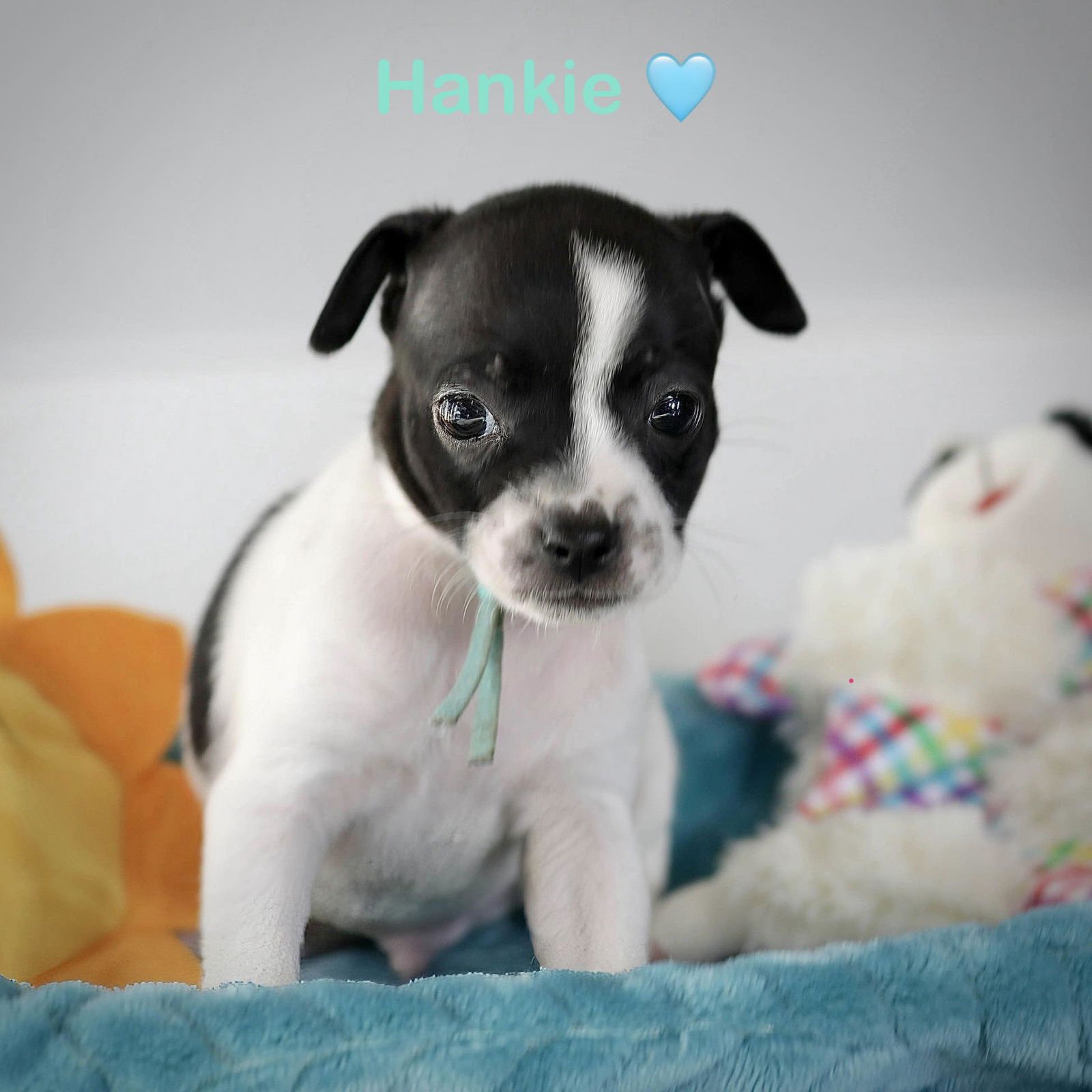 HANKIE - Chihuahua / Terrier available for adoption