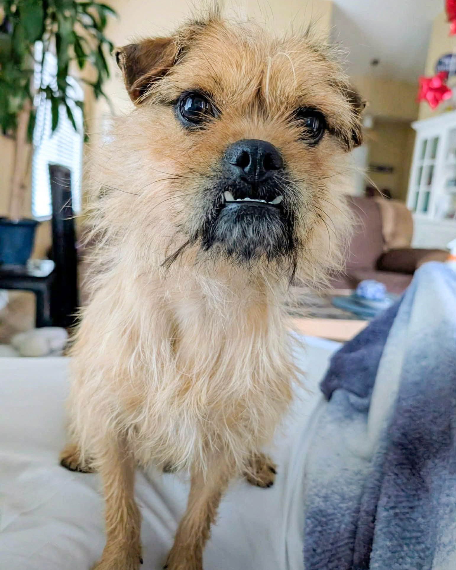 GILBERT - Terrier available for adoption