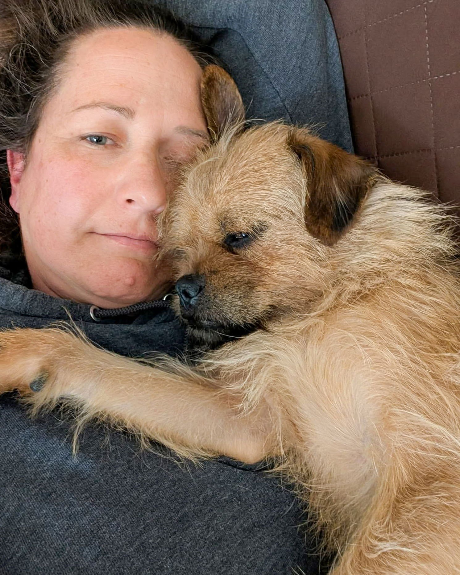 GILBERT - Terrier available for adoption