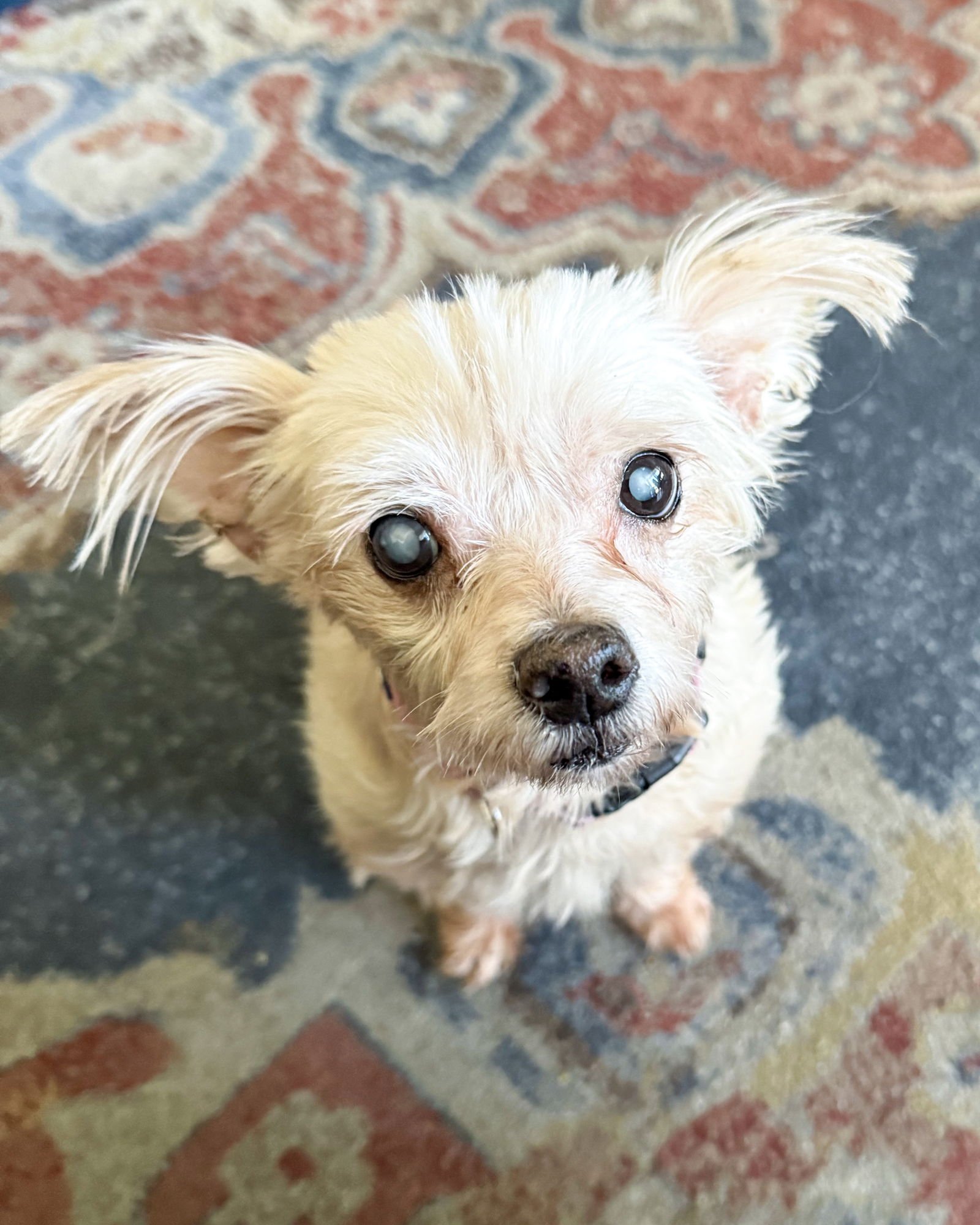 BETTY - Maltese available for adoption