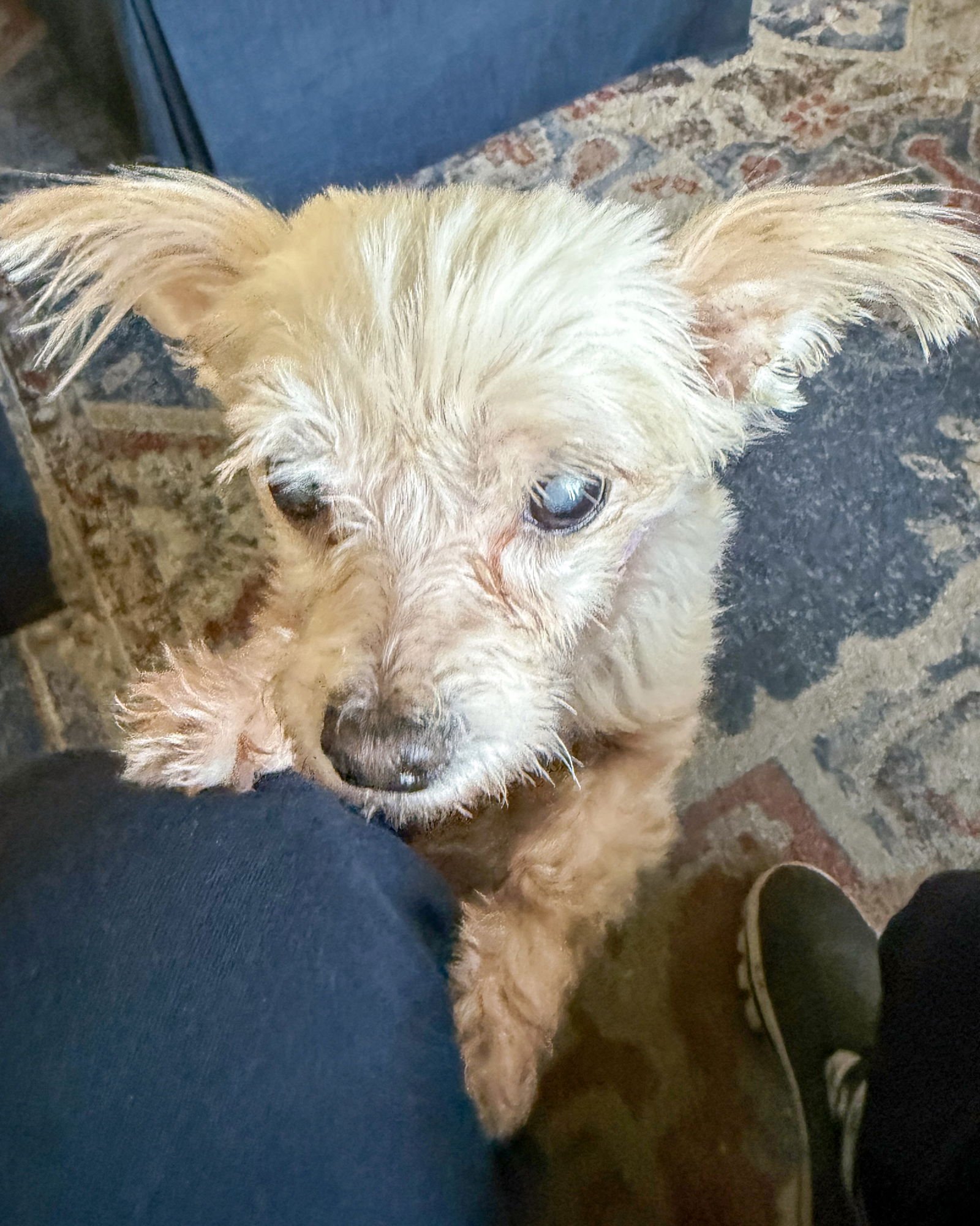 BETTY - Maltese available for adoption