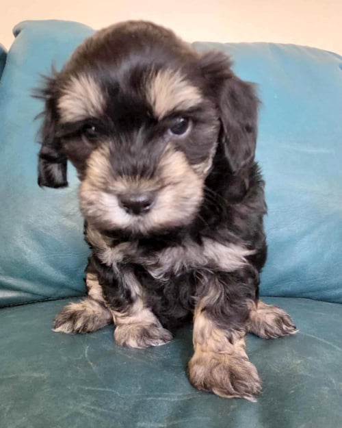 HAVANA - Maltese / Poodle (Miniature) available for adoption
