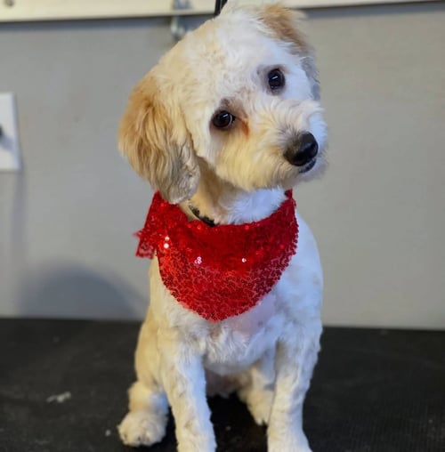 CAPRI - Maltese / Poodle (Miniature) available for adoption