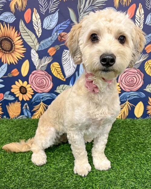CAPRI - Maltese / Poodle (Miniature) available for adoption