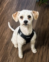 Barney - Photo 1