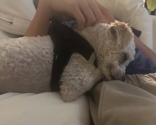 BARNEY - Poodle (unknown type) / Maltese available for adoption