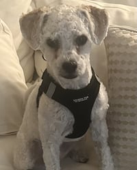 Barney - Photo 5