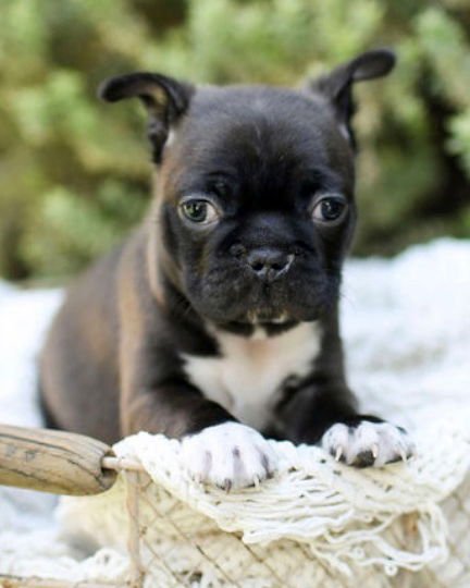 PIP - French Bulldog / Boston Terrier available for adoption