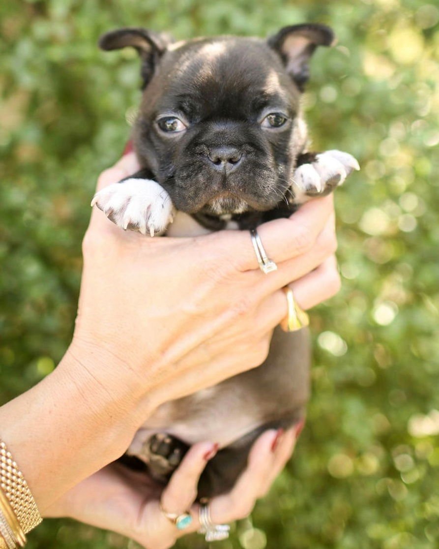 PIP - French Bulldog / Boston Terrier available for adoption