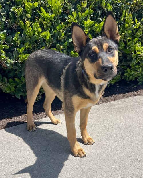 HARRY - Husky / German Shepherd Dog available for adoption