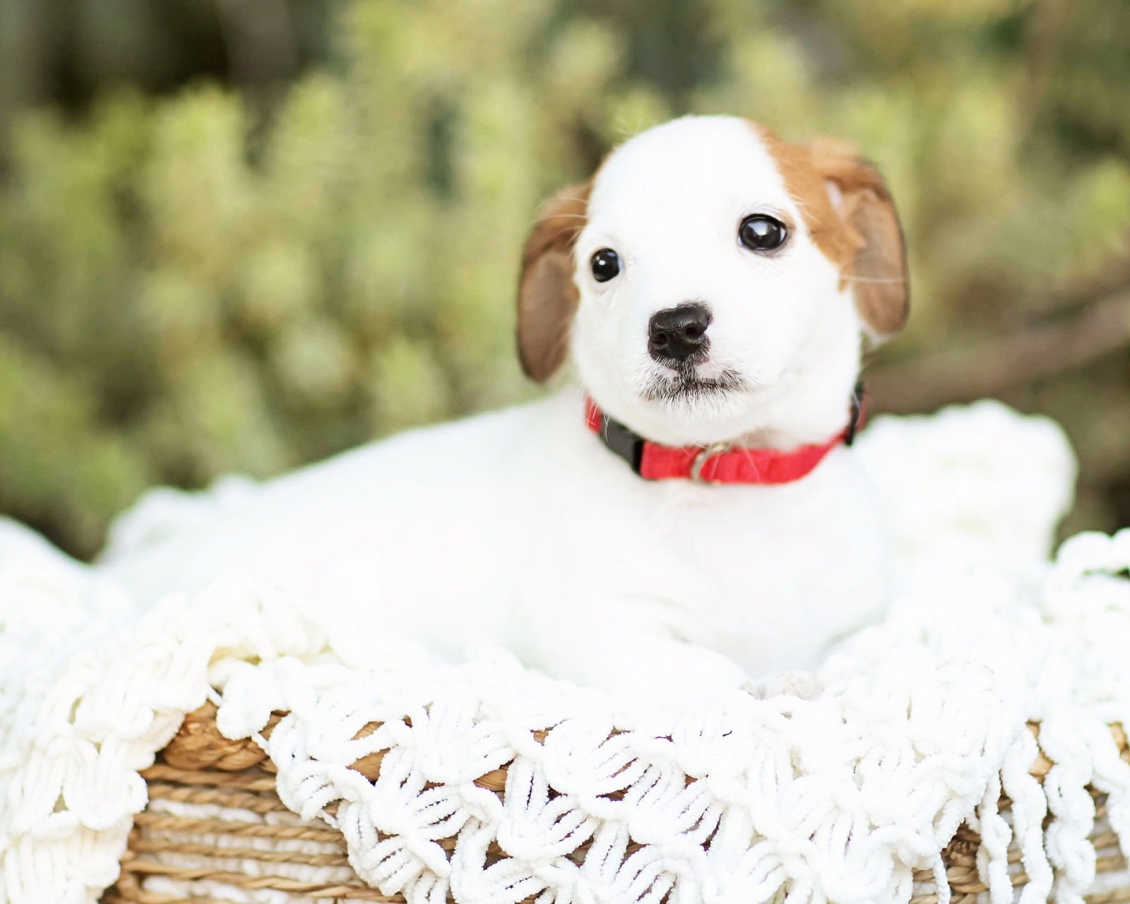 TORI - Dachshund available for adoption