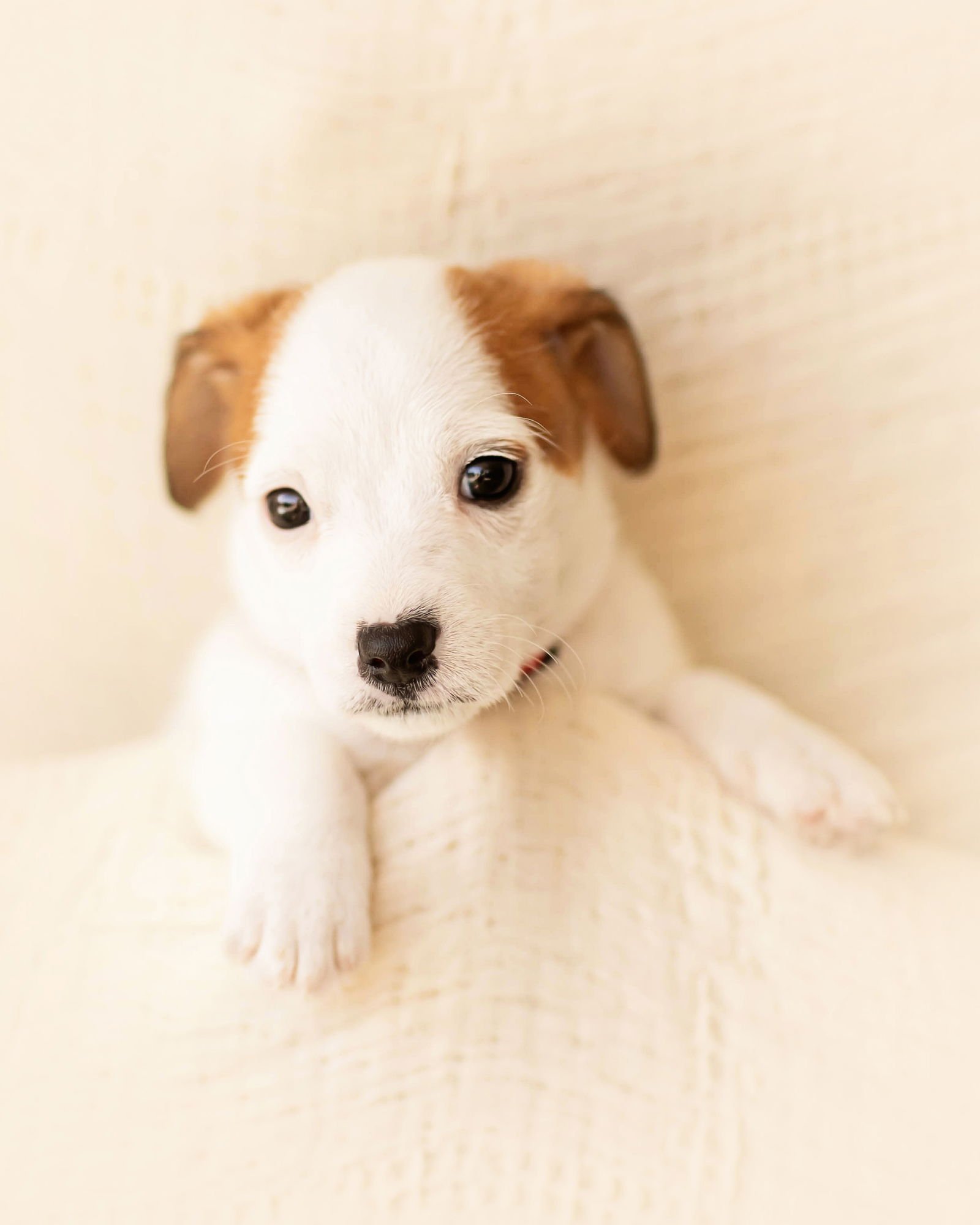 TORI - Dachshund available for adoption