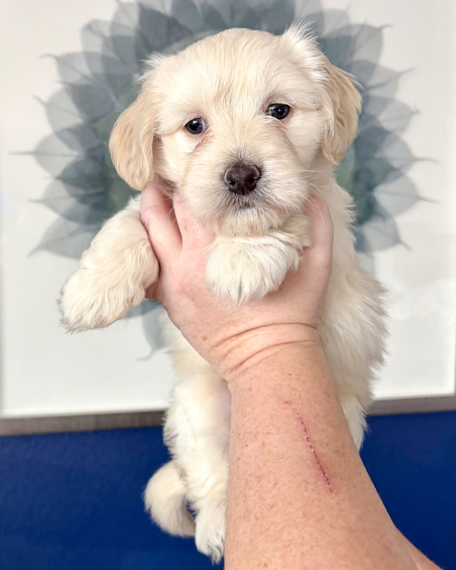 EMERIE - Maltese / Spaniel available for adoption