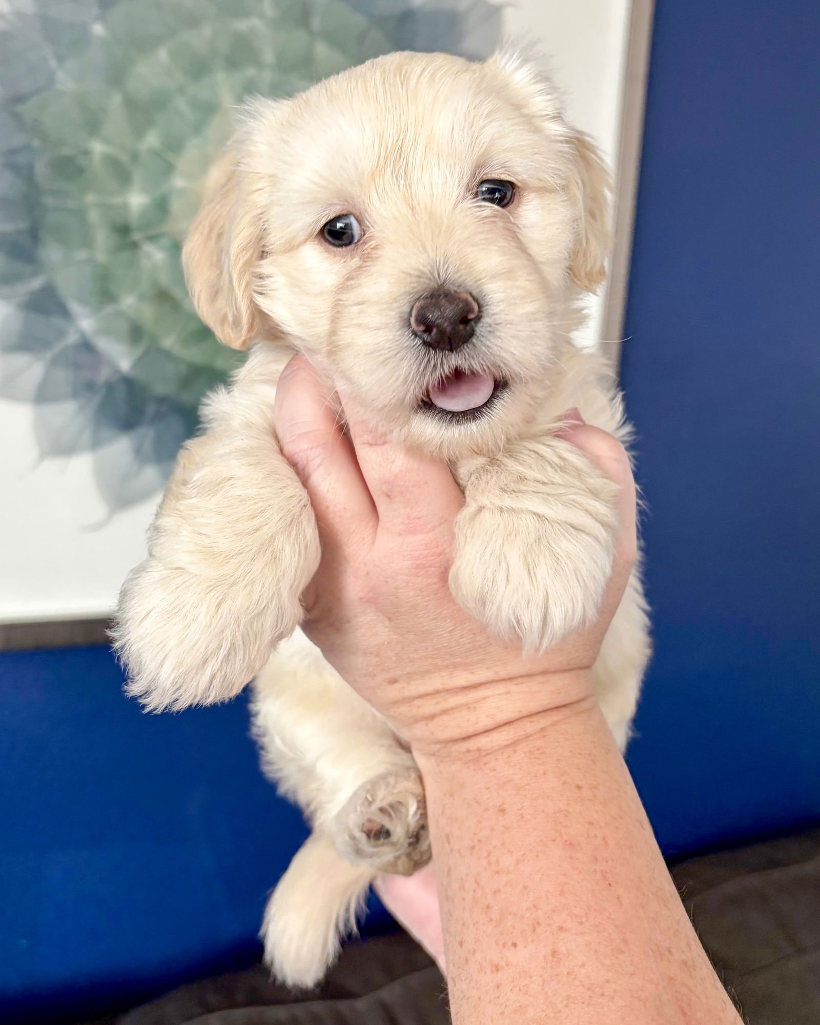 EMERIE - Maltese / Spaniel available for adoption