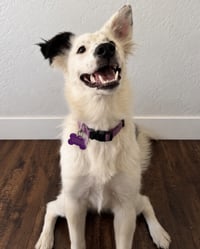 Dolly - Photo 2