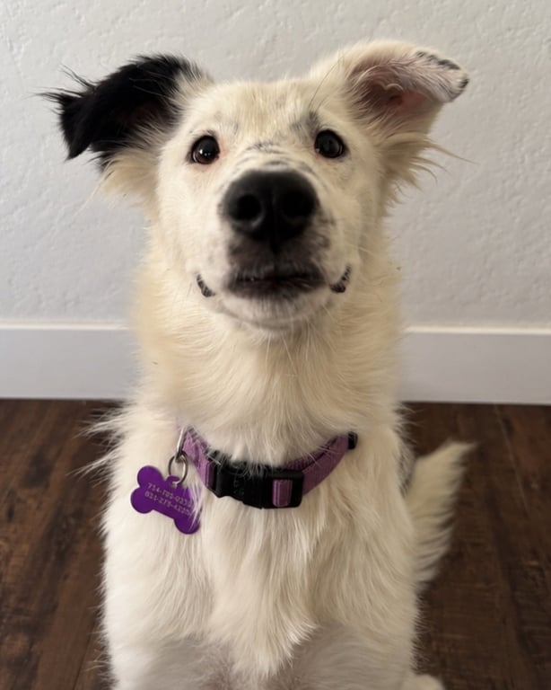 Dolly Image