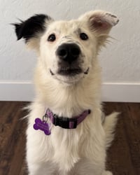 Dolly - Photo 1