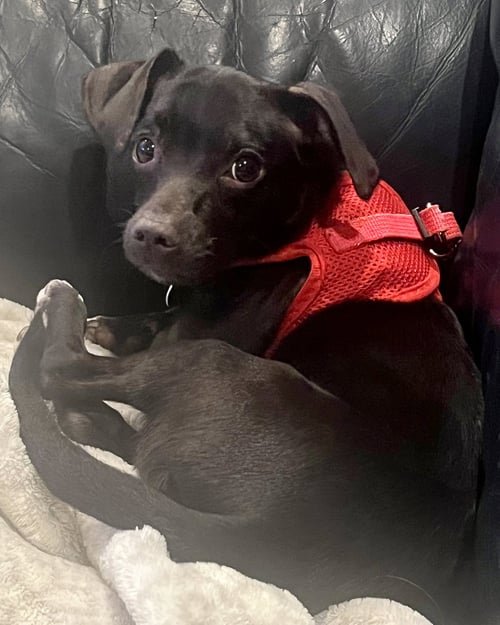 SADIE - Chihuahua / Dachshund available for adoption