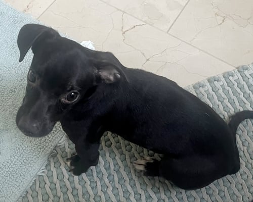 SADIE - Chihuahua / Dachshund available for adoption