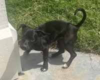Sadie - Photo 3