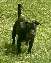 Sadie - Photo 5