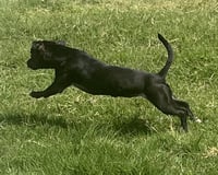 Sadie - Photo 7
