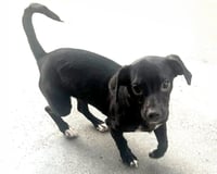 Sadie - Photo 8