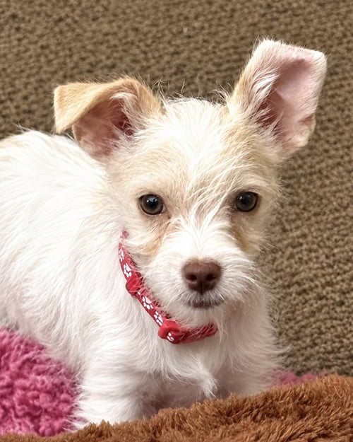 ACE - Schnauzer / Chihuahua available for adoption