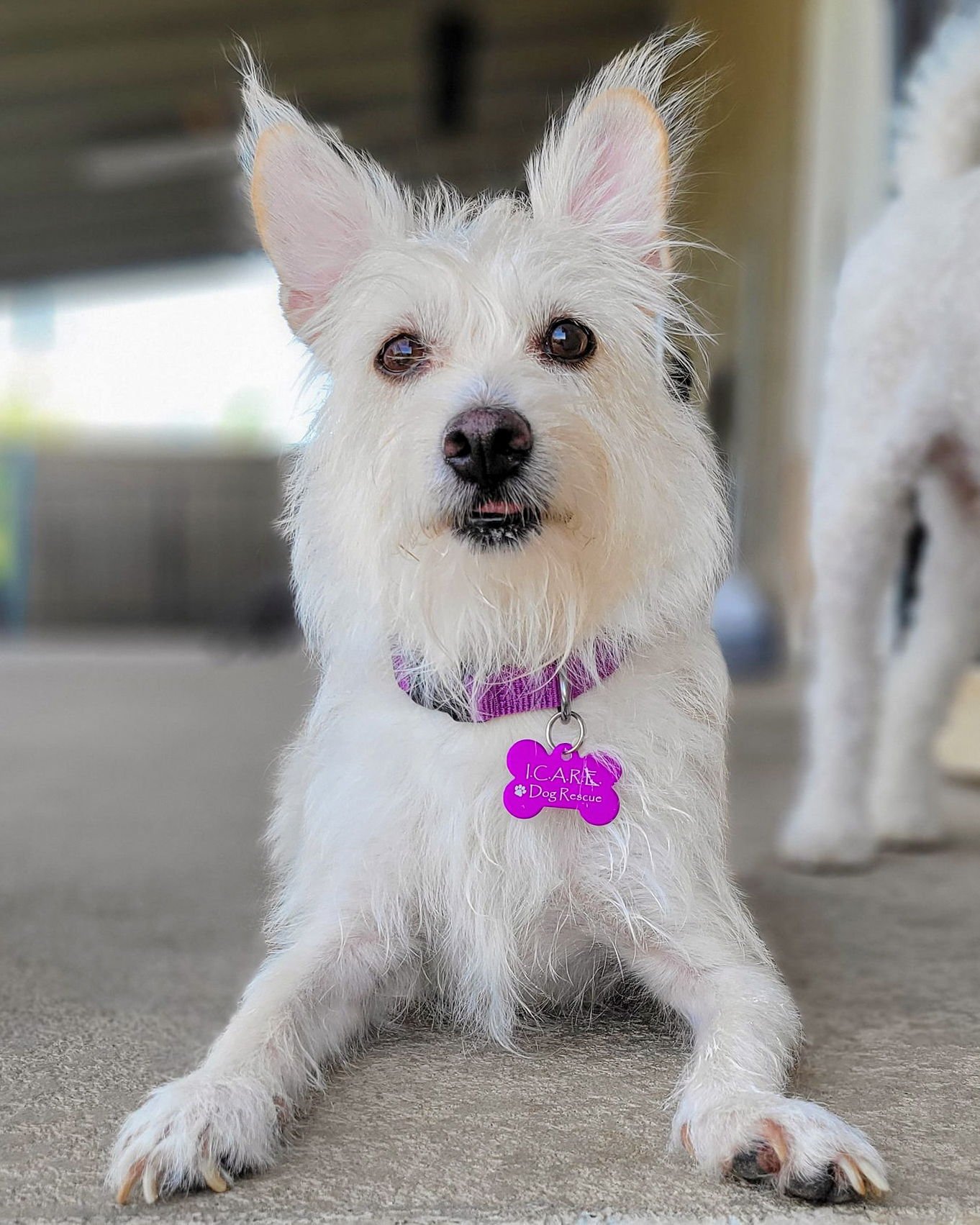 SUSIE - West Highland White Terrier Westie / Terrier available for adoption