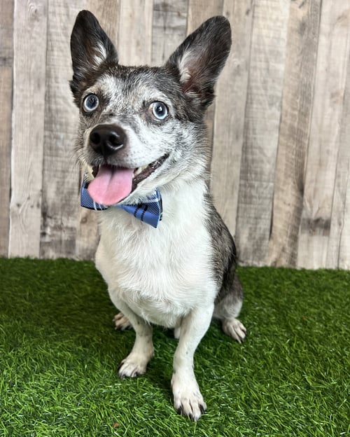 CALVIN - Chihuahua available for adoption