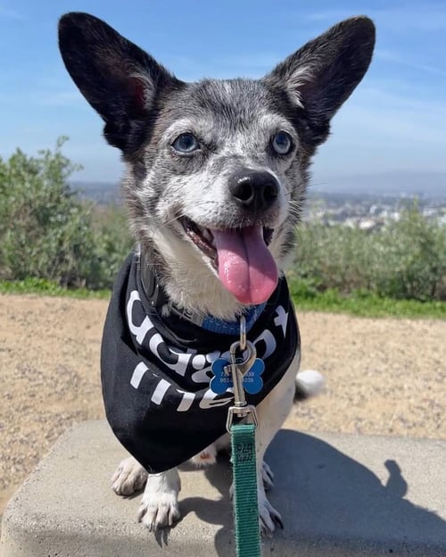 CALVIN - Chihuahua available for adoption