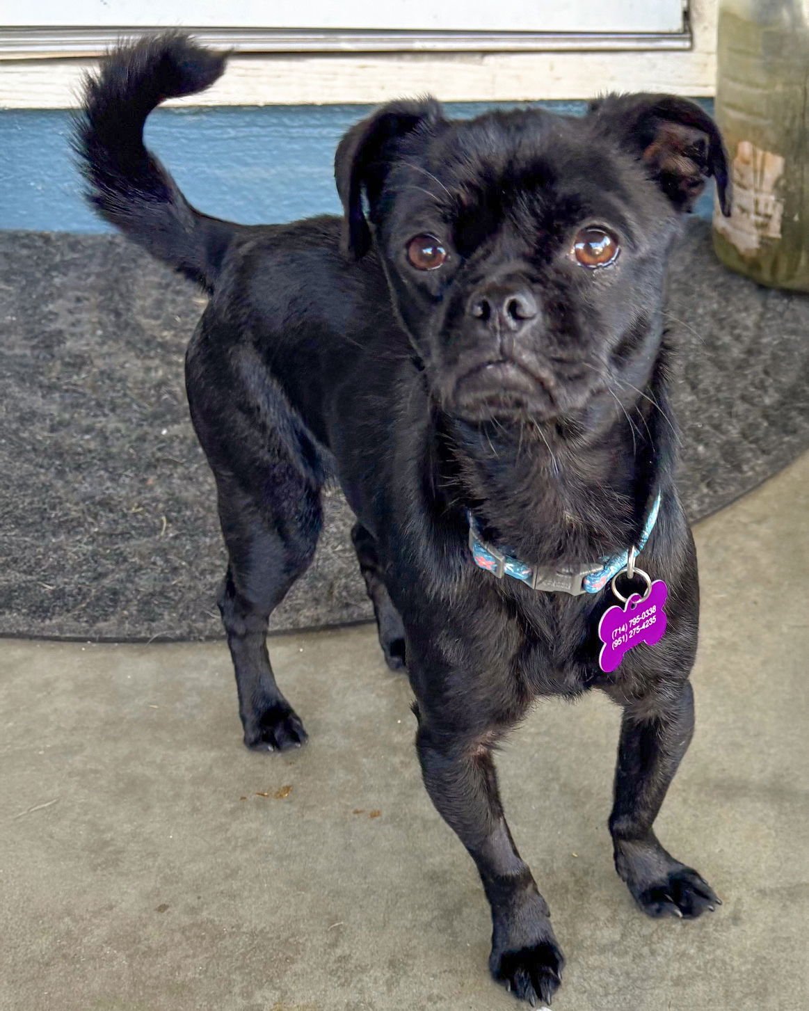 MANDY - Pug available for adoption