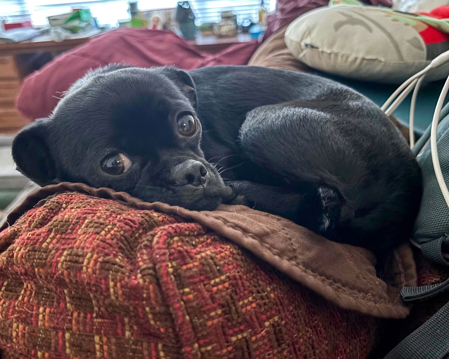 MANDY - Pug available for adoption