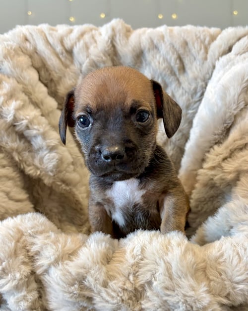 PICKLES - French Bulldog / Dachshund available for adoption
