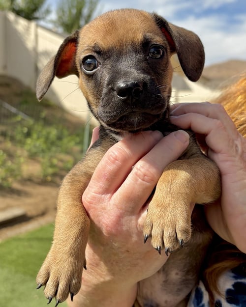 PICKLES - French Bulldog / Dachshund available for adoption