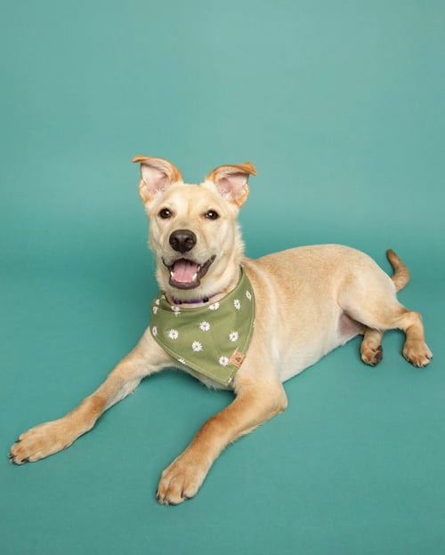 NUTTERBUTTER - Terrier / Shepherd available for adoption