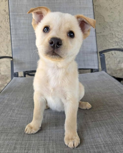 NUTTERBUTTER - Terrier / Shepherd available for adoption
