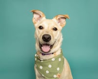 Nutterbutter - Photo 1