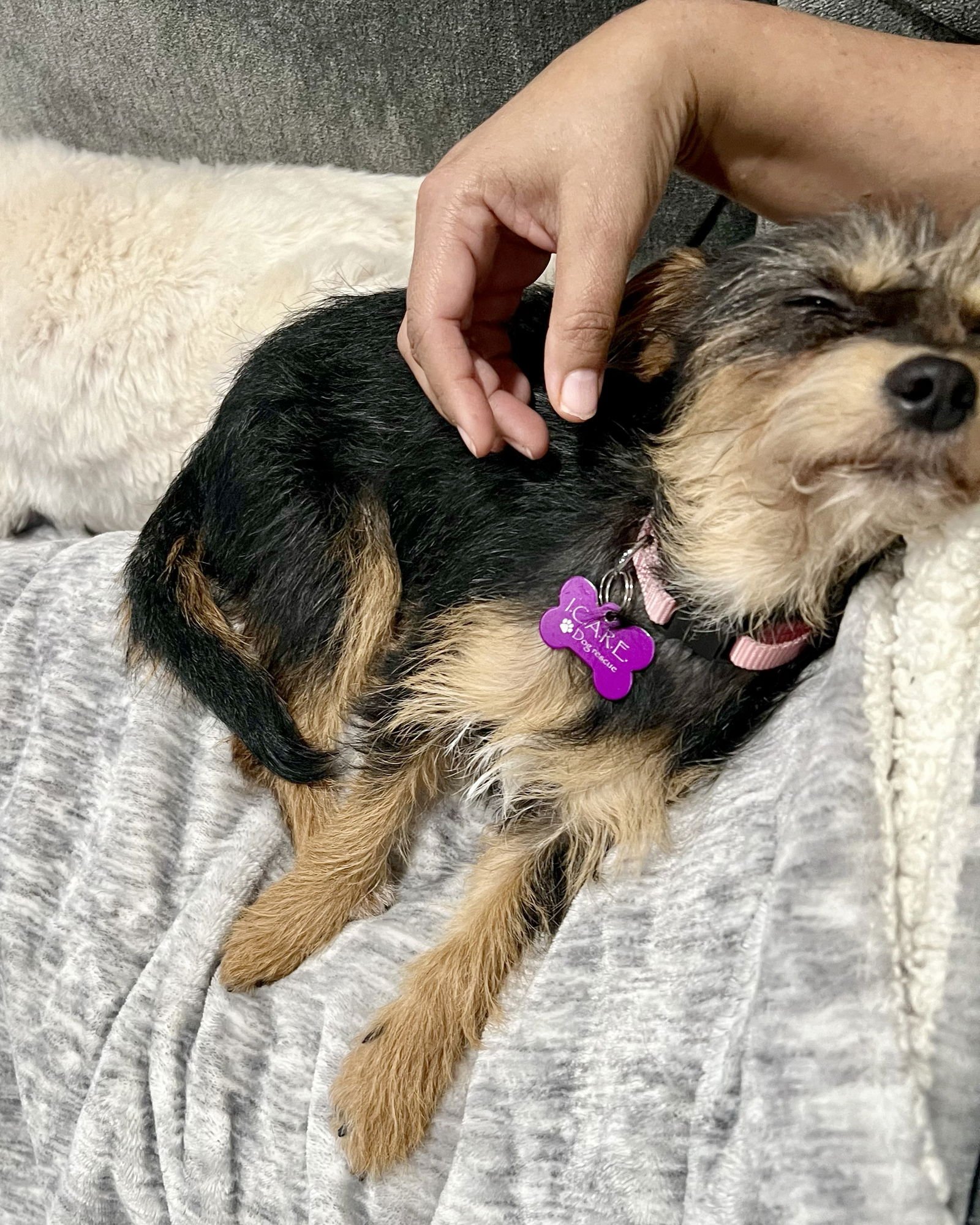 SADIE - Terrier available for adoption