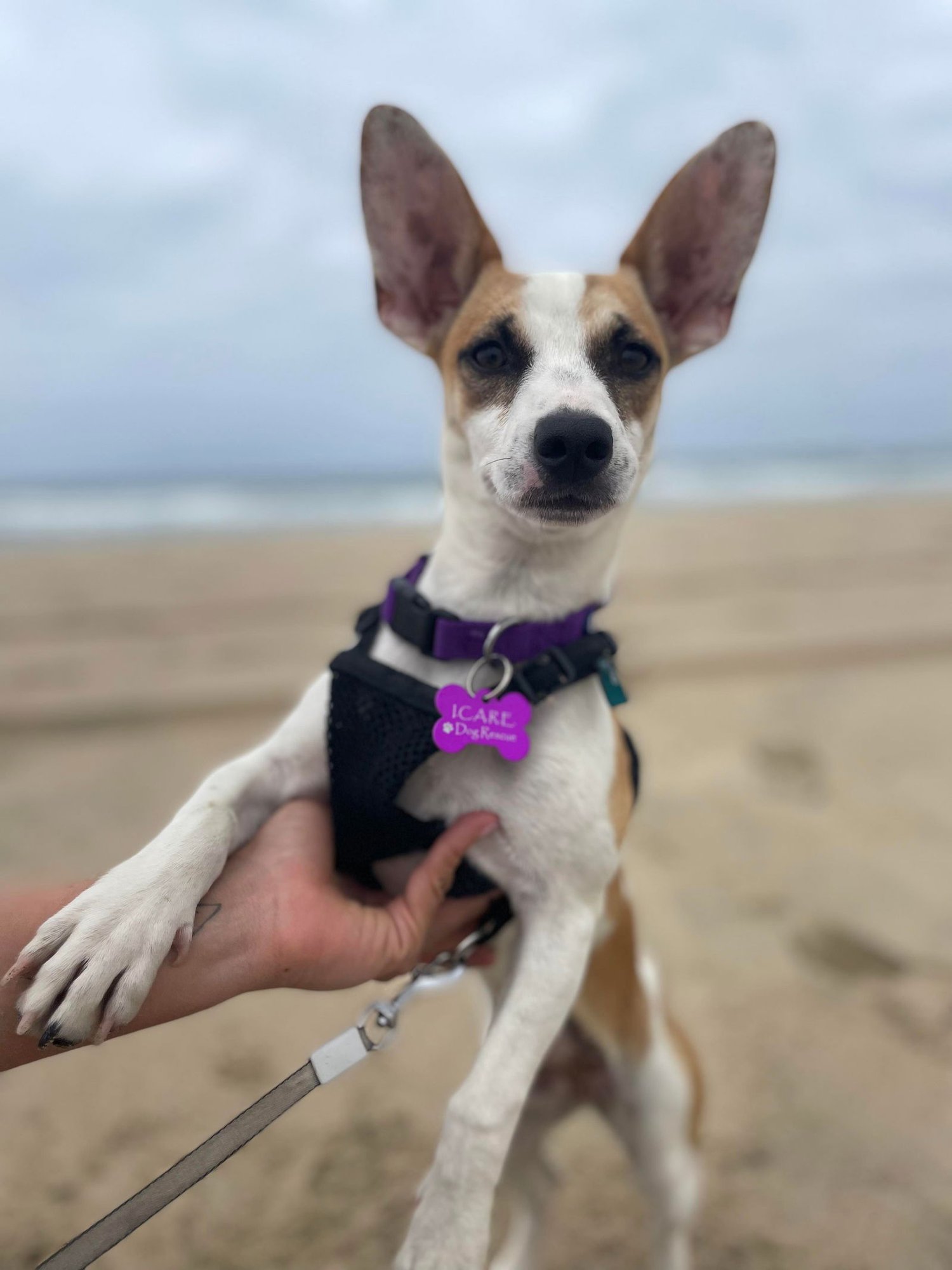 DORA - Chihuahua / Rat Terrier available for adoption