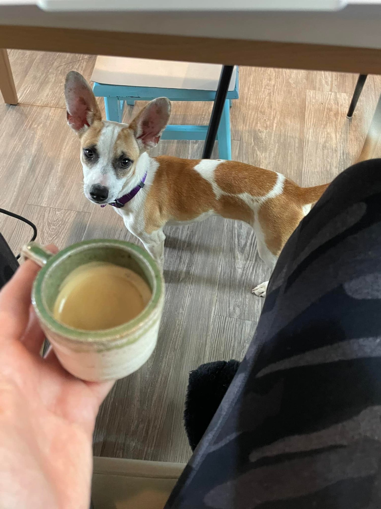 DORA - Chihuahua / Rat Terrier available for adoption