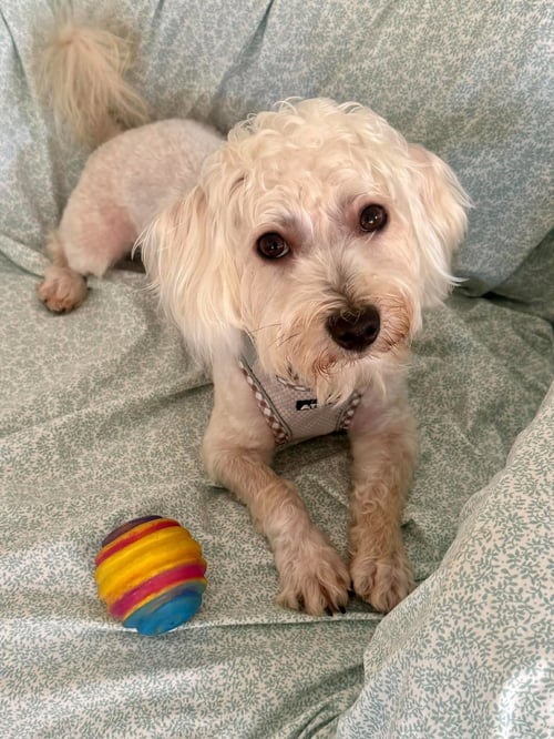 JOSEPH - Poodle (Miniature) / Maltese available for adoption