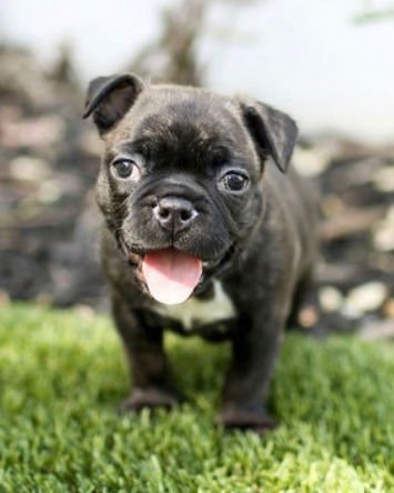 FRENCHI - French Bulldog / Boston Terrier available for adoption